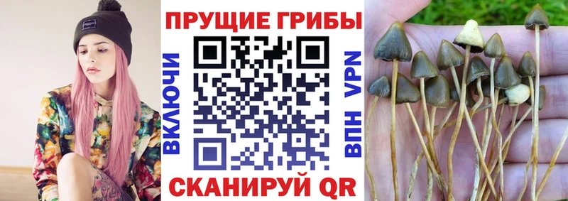 Купить  Заинск  Псилоцибиновые грибы мицелий 